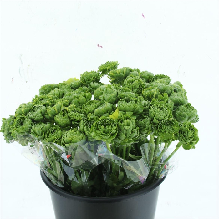 <h4>Ran Ponpon Igloo Green White</h4>