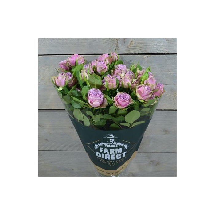 <h4>R Tr Purple Sky</h4>