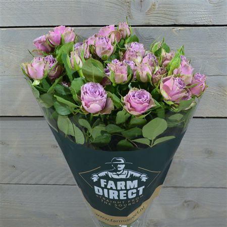 <h4>R Tr Purple Sky</h4>