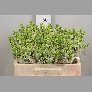 Syr Vu White Wonder 4 Kop
