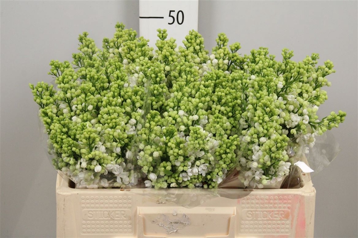 <h4>Syr Vu White Wonder 2 Kop</h4>