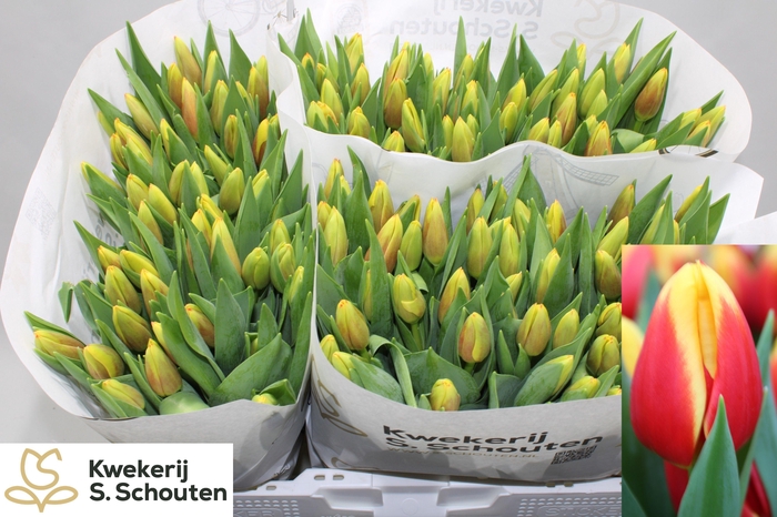 <h4>TU EN STAY STRONG</h4>