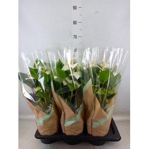 Anthurium andr. 'Snow Love'