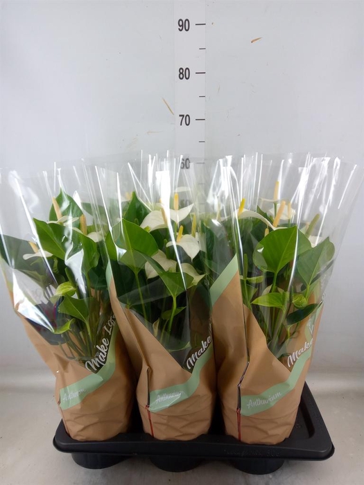 <h4>Anthurium andr. 'Snow Love'</h4>