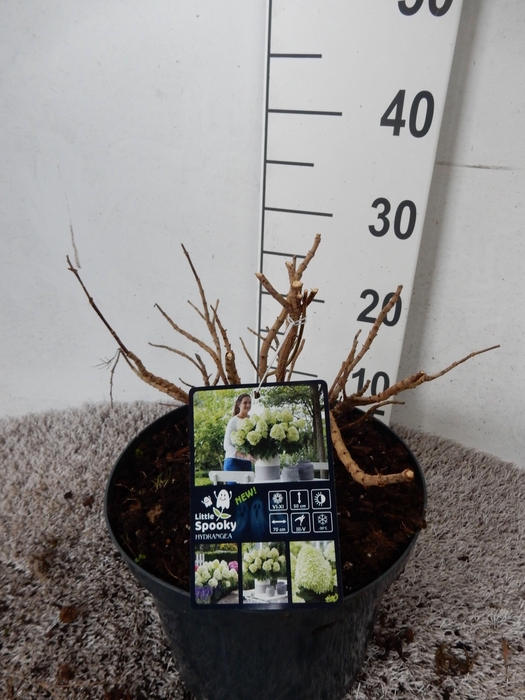 <h4>Hydrangea pan. Little Spooky 25-30 cm P23</h4>