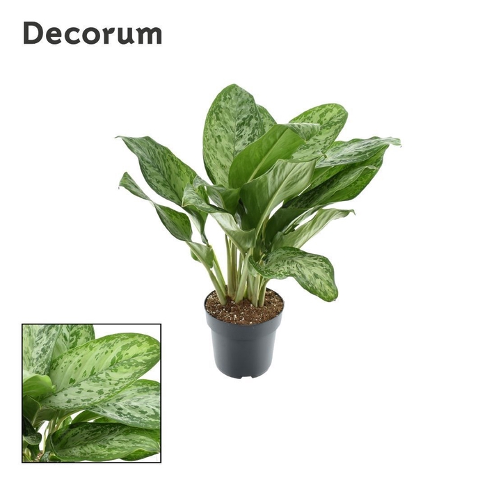 Aglaonema Greenlight (Decorum) 21cm