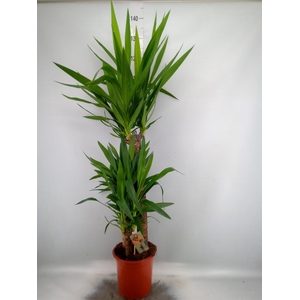 Yucca ...