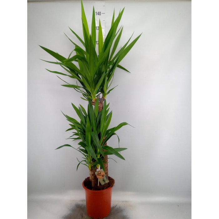 <h4>Yucca   ...</h4>