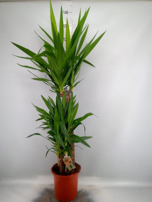 Yucca   ...