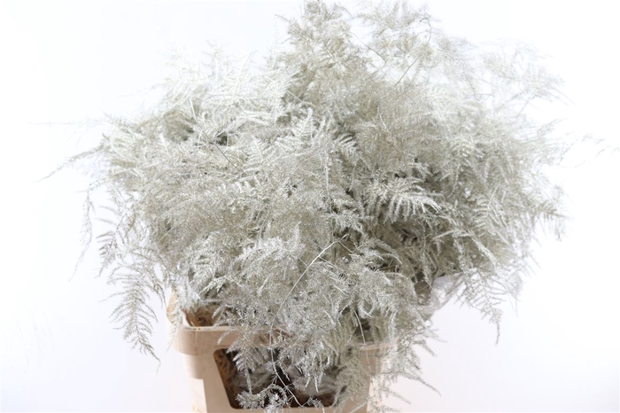 Asp Kbh Lang Platina