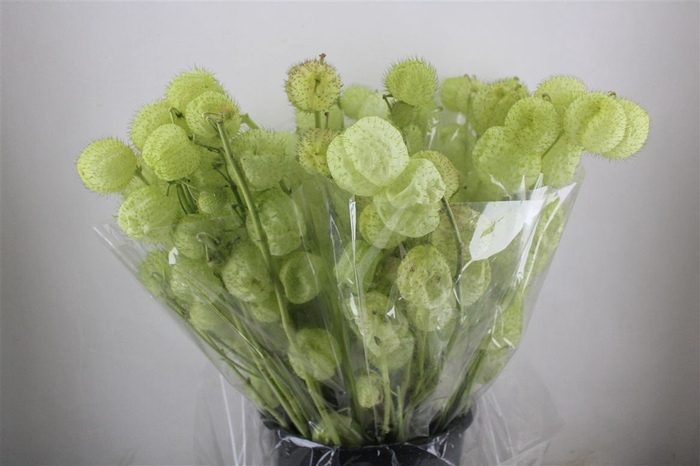 <h4>Asclepia Moby Dick Super P Bunch</h4>