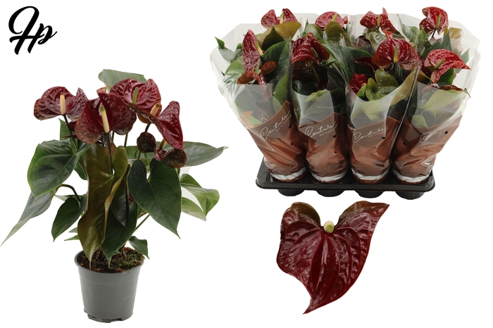 <h4>Anthurium 14 cm Tranquillo in Couture sleeve</h4>