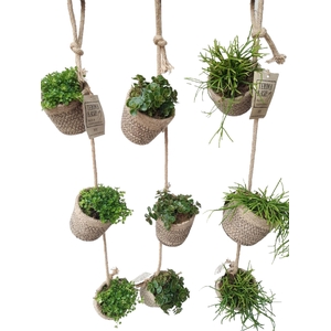 Arr.   Kamerplant Groen L%