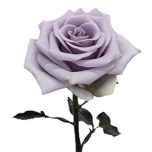 R Gr Shocking Blue