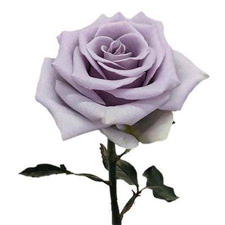 <h4>R Gr Shocking Blue</h4>