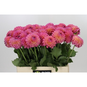 Dahlia Barbados