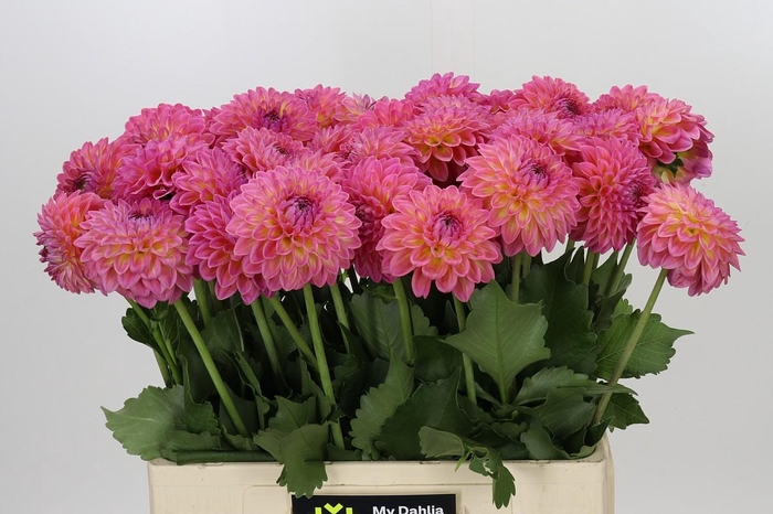 Dahlia Barbados