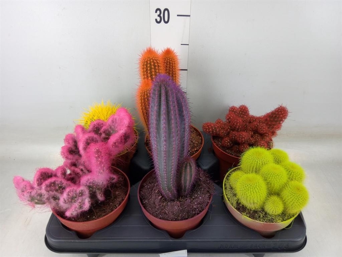 <h4>Cactus   ...</h4>