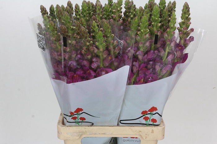 <h4>Antirrhinum Potomac Purple</h4>