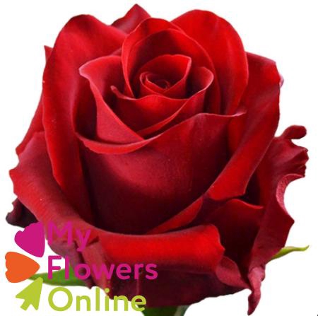 <h4>R Gr Explorer Red 60cm EC</h4>