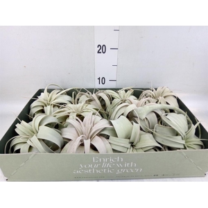 Tillandsia xerographica