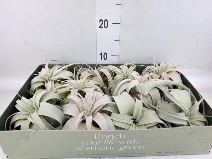 <h4>Tillandsia xerographica</h4>