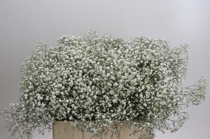 <h4>Gyps Xlence</h4>