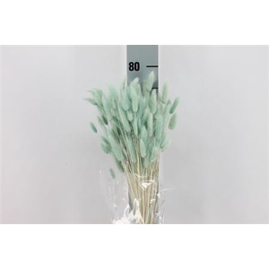 Dreid Lagurus Bleached Tiffany Bs