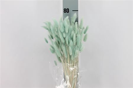 Dreid Lagurus Bleached Tiffany Bs