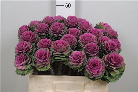 <h4>Brass Red Crane</h4>