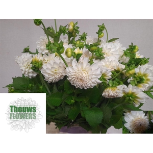 Dahlia Ball Boom Boom Wh