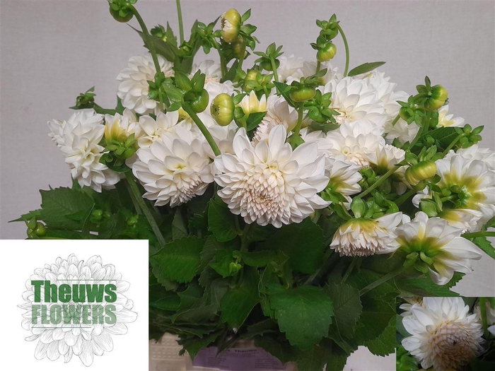 <h4>Dahlia Ball Boom Boom Wh</h4>