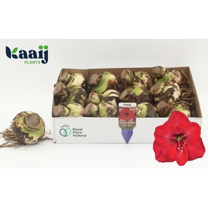 BLOEMBOL HIPPEASTRUM