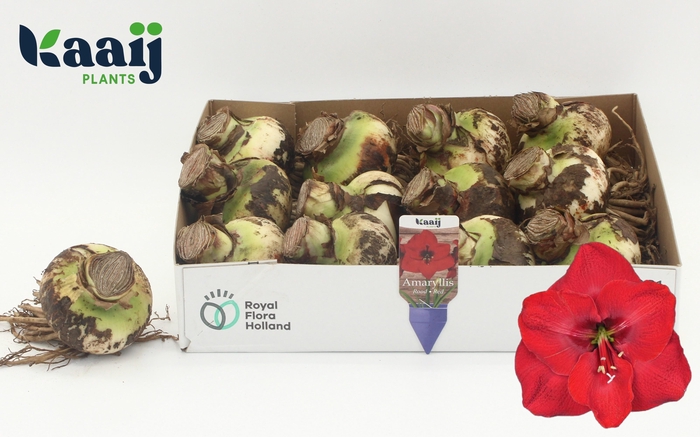 <h4>BLOEMBOL HIPPEASTRUM</h4>