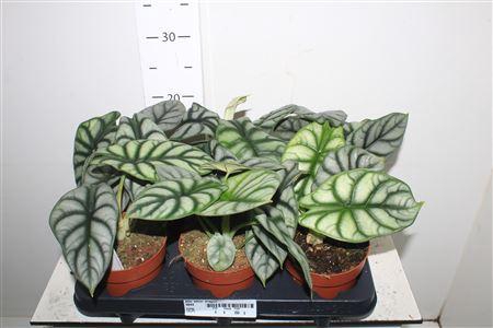 <h4>Aloc Silver Dragon</h4>