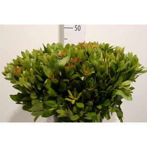Arbutus Vertakt 45 Cm Per Tak
