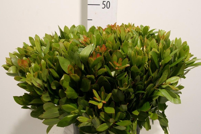 <h4>Arbutus Vertakt 45 Cm Per Tak</h4>