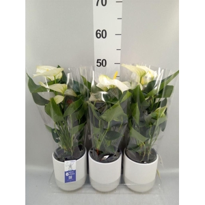 Anthurium  'Karma White'