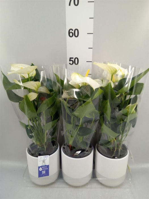 <h4>Anthurium  'Karma White'</h4>