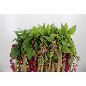 Amaranthus - Caudatus Mira