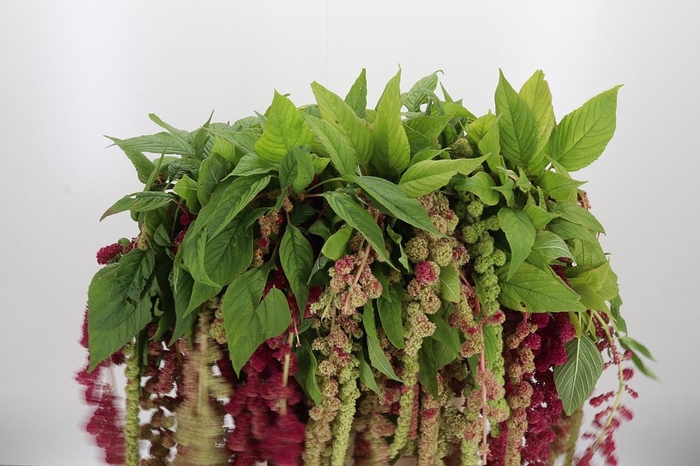 <h4>Amaranthus - Caudatus Mira</h4>