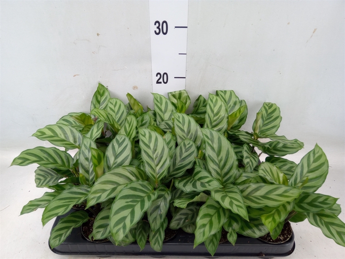 <h4>Calathea  'Freddie'</h4>