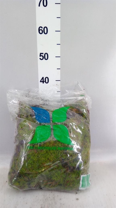 <h4>Mossen   ...H%</h4>