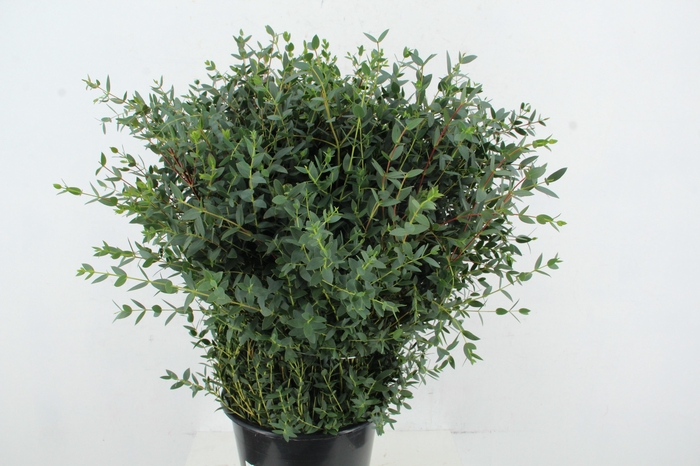 EUC PARVIFOLIA 300GR