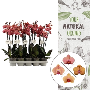 Your Natural Orchid | Orange | Phalaenopsis 2 spike