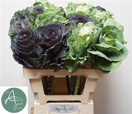 <h4>Brassica Ol Gem</h4>