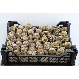 Pinea Naturel Quercus Nut X100