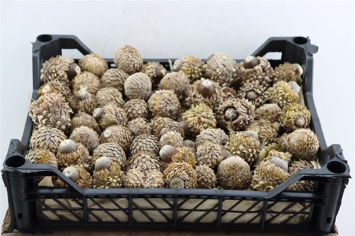 <h4>Pinea Naturel Quercus Nut X100</h4>