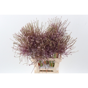 Allium Schubertii