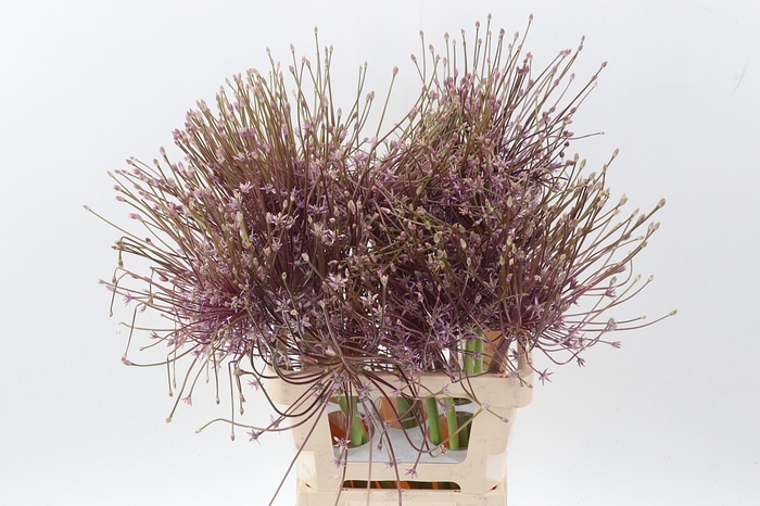 <h4>Allium Schubertii</h4>